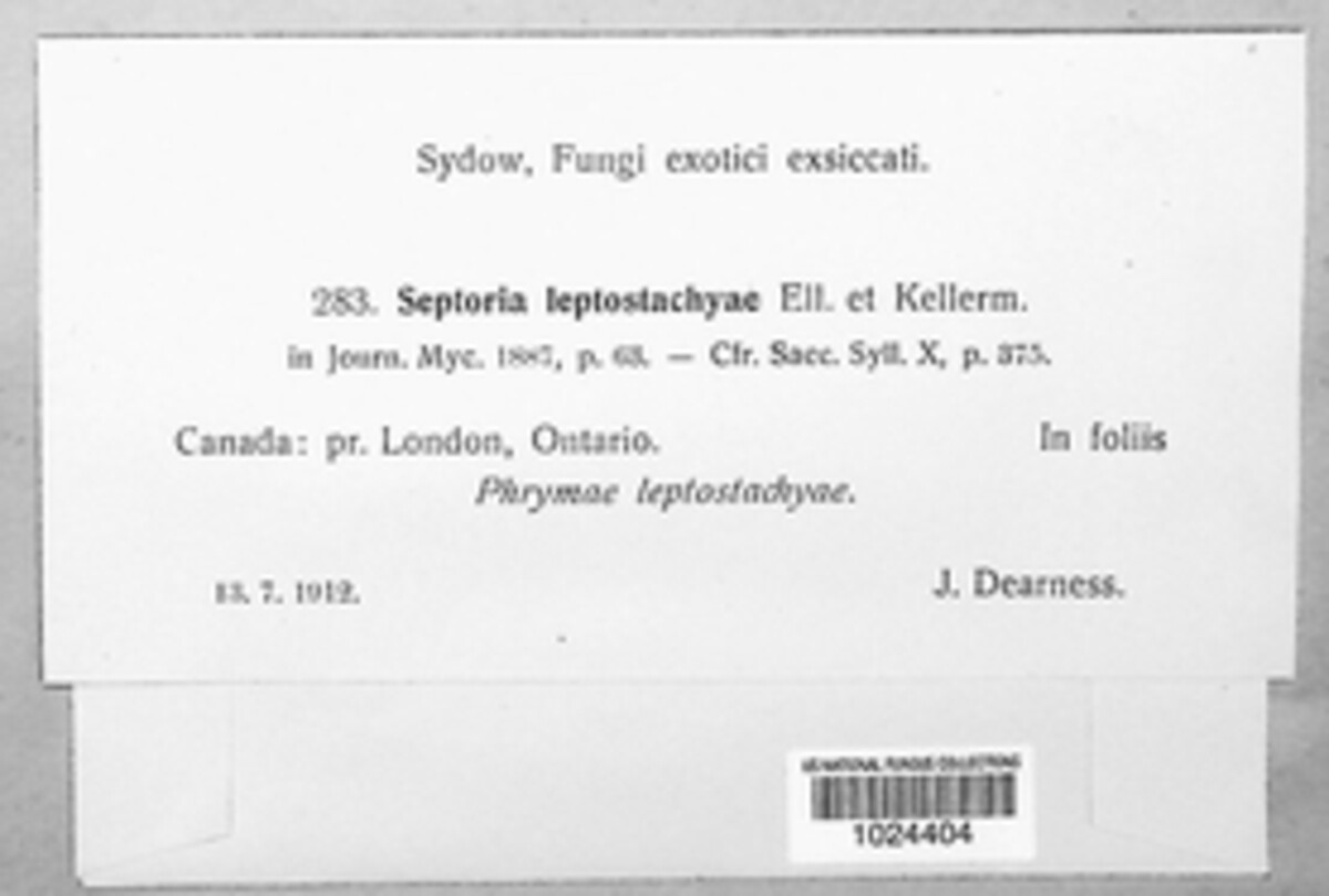 Septoria leptostachyae image